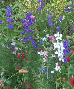 Hummingbird Nectar Wildflower Seeds Bulk Open-Pollinated Wildflower Seed Mix Packet, Non-GMO, No Fillers, Annual, Perennial Wildflower Seeds Year Round Planting - 1 oz 102 81dawX10utL