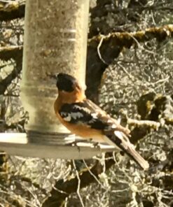 More Birds Songbird Vintage Bird Feeder, Sunflower and Thistle Feeder, 4 Feeding Ports, 1.5 lb Seed Capacity Vintage Glass 20 81dcWAM CwL