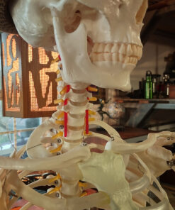 Giantex B010L18XEW Life Size 70.8" Human Anatomical Anatomy Skeleton Medical Model + Stand 50 81dd4UIKzrL