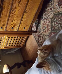 Sounds True Through A Dog's Ear, Vol. 1: Music to Calm Your Canine Companion 11 81deYFO L