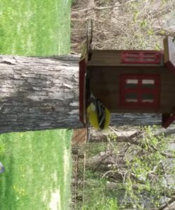 Wagner's 62008 Western Regional Blend Wild Bird Food, 20-Pound Bag 25 81dhVRE1JEL