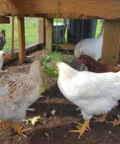 Ware Manufacturing Chick-N-Veggie Treat Ball 24 81dhrQAytuL