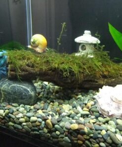 Fluval SPEC Freshwater Aquarium Kit, Aquarium with LED Lighting and 3-Stage Filtration, 2.6 Gallon, Black, Large Breeds 2.6 Gal. 61 81djIw07jL