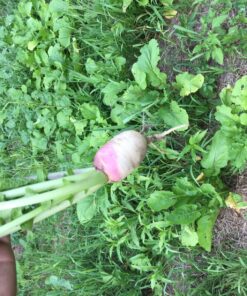 Whitetail InstituteFood Plot Seed 4 lbs (4500 sq ft) BowStand 15 81dji5nEc5L