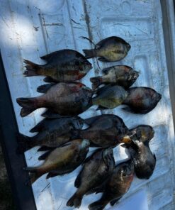 Eagle Claw PK56TS Pack-It Spin Combo Telescopic Rod (1 Piece), Yellow, 5-Feet 6-Inch 30 81dn9sLWF8L