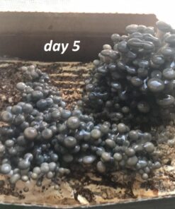 Back to the Roots Organic Oyster Mushroom Grow Kit, Harvest Gourmet Mushrooms In 10 Days 1 Count (Pack of 1) 79 81dsyU4ZxxL