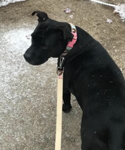 KONG - ZoomGroom - Dog Brush for Grooming and Shampooing - Red Brush for Large Dogs Standard Packaging 38 81duDOjqsJL