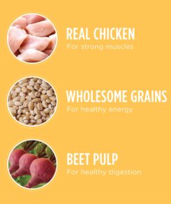 IAMS Smart Puppy Large Breed Dry Dog Food with Real Chicken, 30.6 lb. Bag 30.6 Pound (Pack of 1) 32 81dw 23EzSL