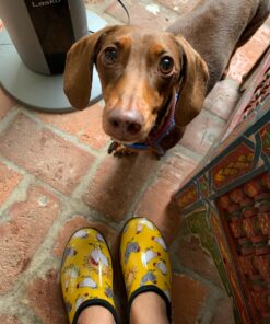 Sloggers Waterproof Garden Shoe for Women – Outdoor Slip-On Rain and Garden Clogs with Premium Comfort Support Insole 9 Chickens Daffodil Yellow 25 81dxR1hCjpL