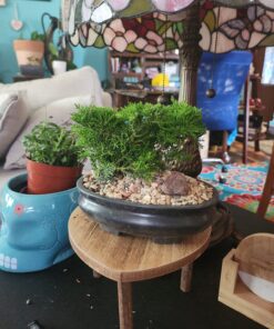 9Greenbox Best Gift Bonsai Juniper Tree, 4 Pound Style 2 35 81dxTy5NteL