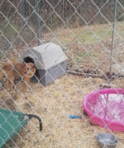 Humane Way 914050 Heavy Duty Live X-Large Dog Trap, X 50"x19"x24 19 81dycD4x8VL