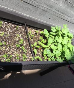 22,000 Non GMO Heirloom Vegetable Seeds, Survival Garden, Emergency Seed Vault, 34 VAR, Bug Out Bag - Beet, Broccoli, Carrot, Corn, Basil, Pumpkin, Radish, Tomato, More 45 81e onOIUL