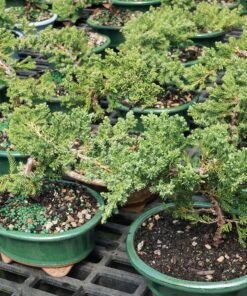 Alternative view of Brussel's Live Green Mound Juniper Outdoor Bonsai Tree - 3 Years Old; 4" to 6" Tall with Decorative Container - Not Sold in California Ceramic Pot Small