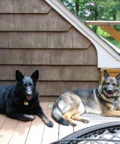 Stewart Freeze Dried Dog Treats, Beef Liver, Grain Free & Gluten Free, 14 Ounce Resealable Tub, Single Ingredient, Made in USA, Dog Training Treats 14 Ounce (Pack of 1) 41 81e2v4u74mL 1