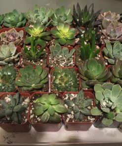 Jiimz 30 Assorted 2" Succulent Plants 28 81e3j43C7L