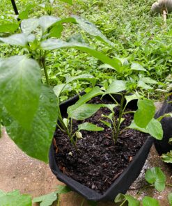 VIVOSUN 5-Pack 10 Gallon Plant Grow Bags, Heavy Duty Thickened Nonwoven Fabric Pots with Handles Black 10 Gallons 40 81e6KVytQML