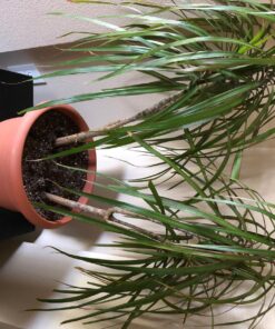 Alternative view of Safer Brand 5102 5102-6 Ready-to-Use End All Insect Killer-32 oz, 32 oz, Green