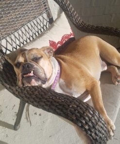 Royal Canin Bulldog Adult Dry Dog Food, 30 lb bag Chicken 30 Pound (Pack of 1) 36 81e6tP5qnSL