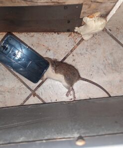 Kat Sense Rat Traps That Work Indoor & Outdoor for Instant Kill Results, Set of 8 Large Reusable Snap Traps for Mice Chipmunks 'N Squirrels 8 Piece 37 81e7aFkUBZL