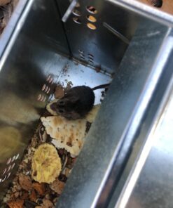 Kness 101-0-002 Ketch-All Mousetrap,Silver 1 TRAP 11 81e8W2YnD1L