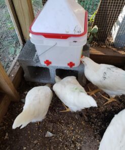 RentACoop 2 Gallon Chicken BPA-Free Plastic Bucket Waterer Set with 4 Horizontal Nipples - Corner Placement 38 81e9GClNHwL