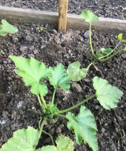 Root Naturally Azomite Rock Dust - 2 Pounds 20 81e9YiBv2L