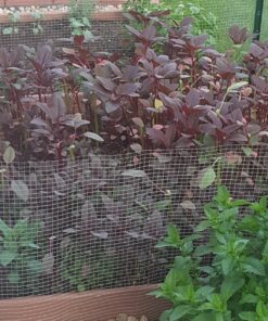 25,000+ Microgreens Seeds- Red Amaranth 22 81e9qdjpgoL