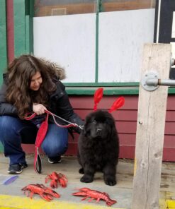 Claw Boppers Party Accessory (1 count) (1/Pkg) 21 81eFAmSQzfL