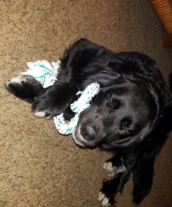 Booda Fresh N Floss 3 Knot Tug Rope Dog Toy, X-Large, Spearmint 35 81eFjx7nojL