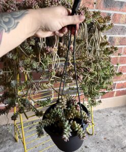 Miracle-Gro Cactus, Palm & Citrus Soil - For Containers , Added Fertilizer Feeds for 6 Months, 8 qt. Potting Mix 28 81eJ7bZOmTL