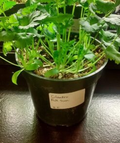 Survival Essentials Garden Heirloom Seed Vault, 100 Variety, Over 17,500 Vegetable, Fruit, and Herbs Seeds, Non-GMO, Non-Hybrid, Plus Free Microgreens Kit 44 81eJKwCwtOL