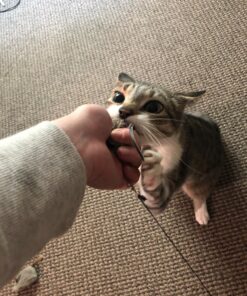 Go Cat Refill - Cat Catcher Mouse Toy Accessory Single 1 Mouse 22 81eKjEMiY1L