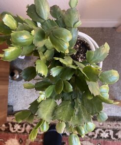 Espoma Organic 8 Ounce Concentrated Indoor! Plant Food - Indoor Plant Fertilizer for Large & Small Plants Like Pothos, Fiddle Leaf Fig, Monstera, Snake & Palms 38 81eOB4XlnDL 4