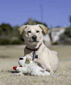 Multipet Plush Dog Toy, Lambchop, 10", White/Tan, Small 10" 27 81ePqmUvJaL