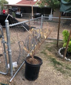 Humboldts Secret Golden Tree: Best Plant Food for Plants & Trees - All-in-One Concentrated Additive - Vegetables, Flowers, Fruits, Lawns, Roses, Tomatoes & More (16 Ounce) 16 Ounce 45 81eQOLrpdeL