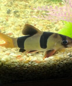 Penn-Plax Undergravel Aquarium Filter for 40-55 Gallon Tanks – Four 11.25” x 11.25” Plates – Under Gravel System for Clear, Clean Water – Safe for Freshwater and Saltwater Tanks 23 81eQXOiERhL