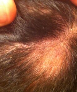 Plant Therapy Cinnamon Cassia Essential Oil 10 mL (1/3 oz) 100% Pure, Undiluted, Therapeutic Grade 0.34 Fl Oz (Pack of 1) 15 81eRR4n XL 1