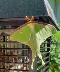 Flowtron Bug Zapper, 1 Acre of Outdoor Coverage with Powerful 40W Bulb & 5600V Instant Killing Grid, Electric Insect, Fly & Mosquito Zapper, Made in The USA 33 81eVSAi LL