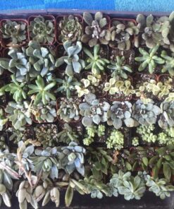 Succulent Assorted Pack- Perfect for Weddings, Party Favors, Home Gardens, and Social Events by Jiimz (15 Pack) 58 81ebT9xM2TL
