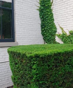 Makita XHU02Z 18V LXT® Lithium-Ion Cordless 22" Hedge Trimmer, Tool Only 22 81ecZoeLxGL