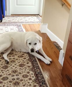 Embark Breed & Health Kit - Dog DNA Test - Discover Breed, Ancestry, Relative Finder, Genetic Health, Traits, COI 1 Count (Pack of 1) 41 81edG4WQ77L 3