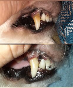 Vet’s Best Enzymatic Dog Toothpaste | Teeth Cleaning and Fresh Breath Dental Care Gel | Vet Formulated | 3.5 Ounces 1 Count 39 81emul8K9EL