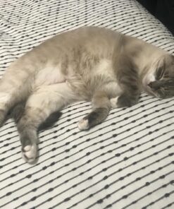 Coastal Pet Safari - Cat Self-Cleaning Slicker Brush - Cat Grooming Supplies Pack of 1 41 81enYRfC4L