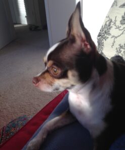 Four Paws Wee-Wee Superior Performance Pee Pads for Dogs - Dog & Puppy Pads for Potty Training - Dog Housebreaking & Puppy Supplies - 22" x 23" (150 Count),White 150 33 81enxo25EEL