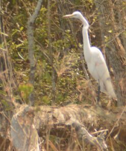 Big Mike’s High-Power 500mm/1000mm f/8 Manual Telephoto Lens for Nikon DSLR, Black 66 81epQUk1v L