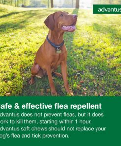 Advantus (Imidacloprid) Chewable Flea Treatment for Large Dogs, 7 Count, 23-110 Pound 26 81erH9tVbfL 1