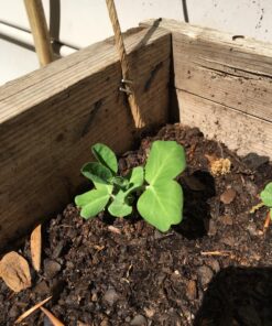 Pea Seed, Sugar Daddy Snap Pea, Heirloom, Non GMO, 20 Seeds, Perfect Peas, Country Creek Acres 24 81etaSF2wZL