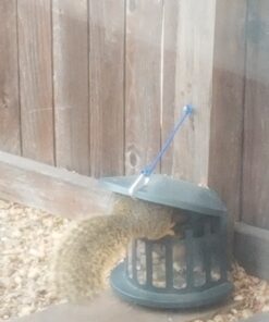 Woodlink Squirrel Diner Feeder Model 75590 beige 37 81euvkzkIeL