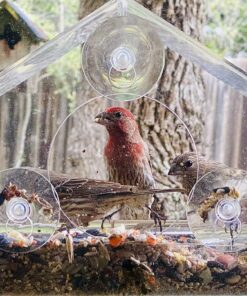 Nature Gear Window Bird Feeder - Refillable Sliding Tray - Weather Proof - Snow and Squirrel Resistant - Drains Rain Water - See Songbirds from Home! (House Style) (House Model) House 34 81evIwPnCLL