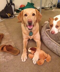 KONG Cozie Marvin Moose, Indoor Cuddle Squeaky Plush Dog Toy for Medium Dogs, Brown, 1 30 81evp4hDUKL